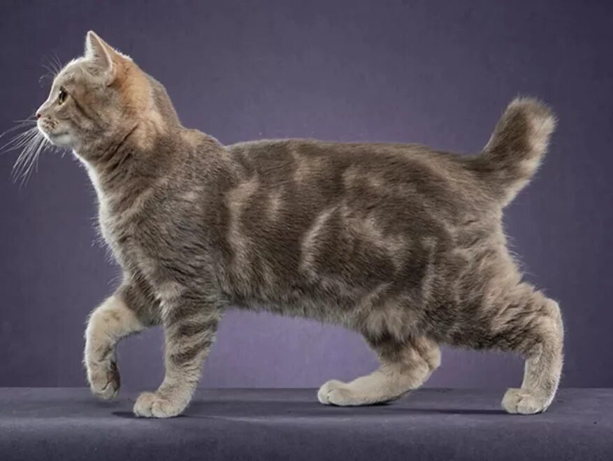 American bobtail. Американский бобтейл короткошёрстный. Карельский бобтейл короткошерстный. Американский Курильский бобтейл. Британский бобтейл.