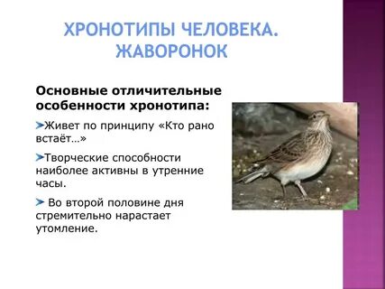 Хронотип