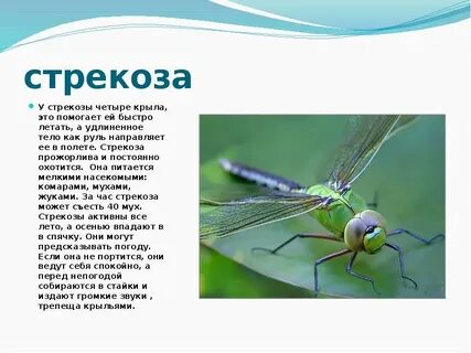 Насекомые кратко описание