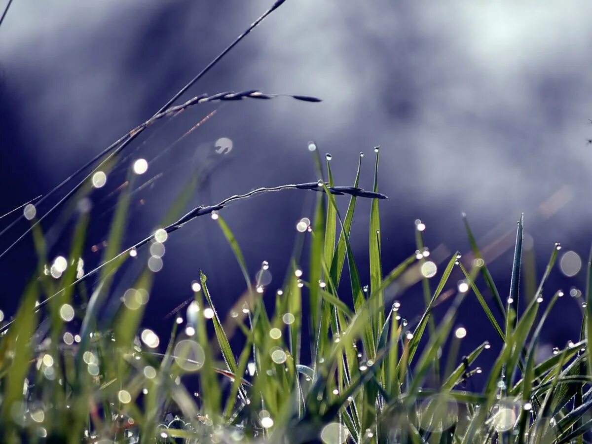 зелёные растения. дождь на траве. травка после дождя. роса на траве. Green meadow газон.