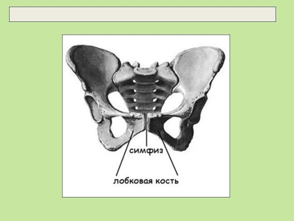 Лонное сочленение костей. Лобковая кость симфиз. Лобковый симфиз и лонное сочленение. Лобковый симфиз анатомия человека.