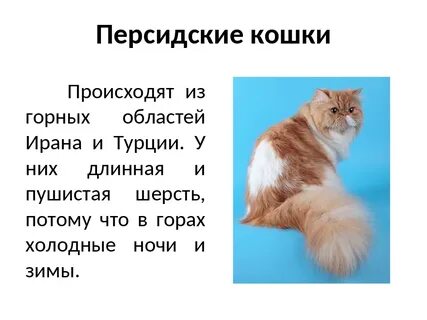 Доклад о кошке 1 класс