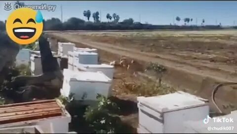 Пчеловод без мата