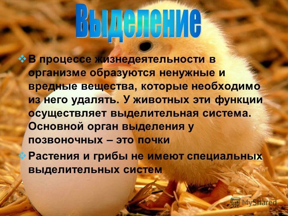Как происходит удаление вредных продуктов жизнедеятельности
