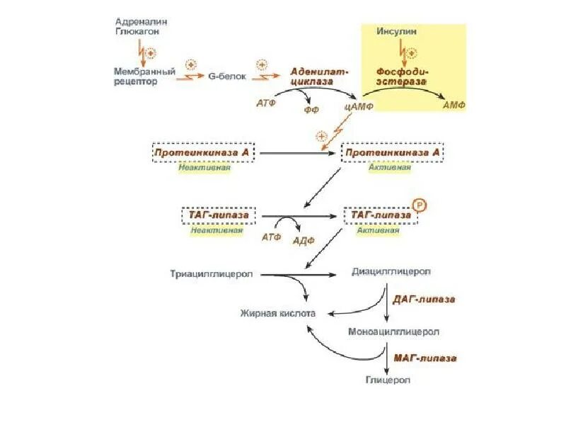Глюкагон фермент. Схема регуляции активности таг-липазы. Каскадный механизм активации таг липазы. Каскадный механизм активирования тканевой липазы. Каскадный механизм активации тканевой липазы.