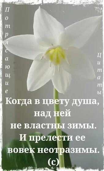 Посеять в душе. Цветы это цитаты красивые. Высказывания про цветы. Статусы про цветы. Афоризмы о цветах.