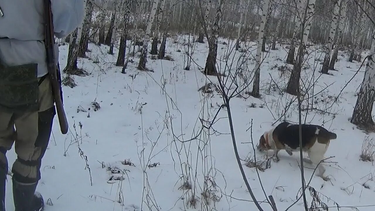 Гончая собака для охоты эстонская. Эстонская гончая на зайца. Эстонская гончая на охоте. Эстонская гончая на зайца. Гончая собака для охоты эстонская.