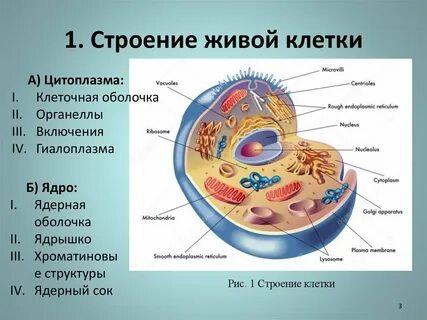 Как называется оболочка животной клетки