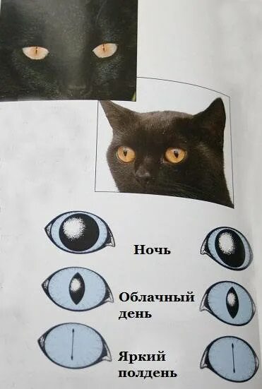 Почему у кошек другие зрачки. Узкие зрачки у котов. узкий и широкий зрачок у кошек.