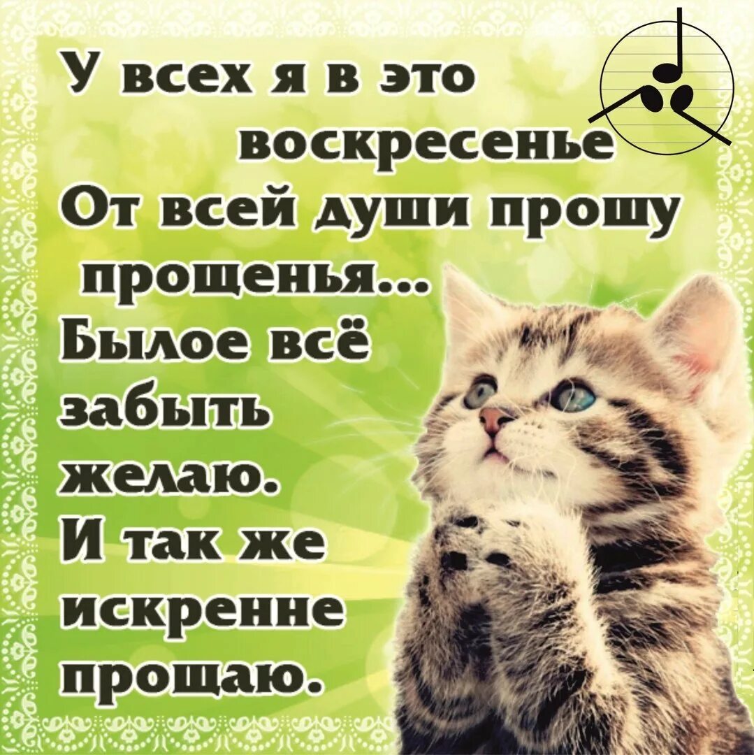 Прощальное воскресенье смешные. Открытки с прощённым воскресеньем. Прошу прощения картинки. Прошу прощения открытка. Прощенное воскресенье котики.