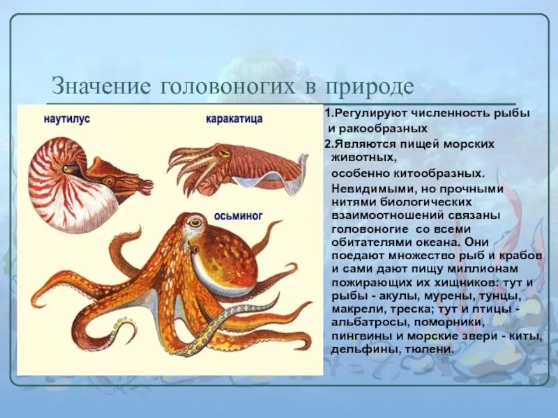 К какому классу относятся головоногие. Головоногие в природе. значение головоногих. число видов головоногих. численность головоногих.