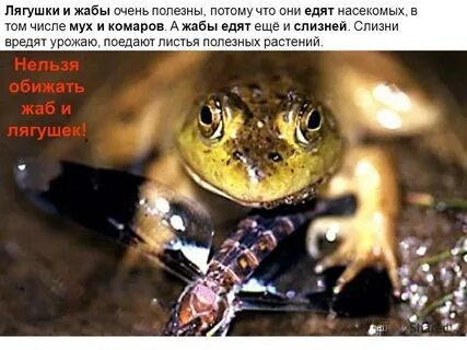 Какими насекомыми питается лягушка