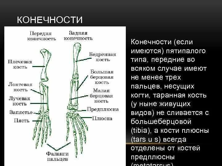 Конечности пресмыкающих. Строение передних конечностей лягушки. Пятипалый Тип конечности. Строение задних и передних конечностей. Строение передних и задних конечностей ящерицы.