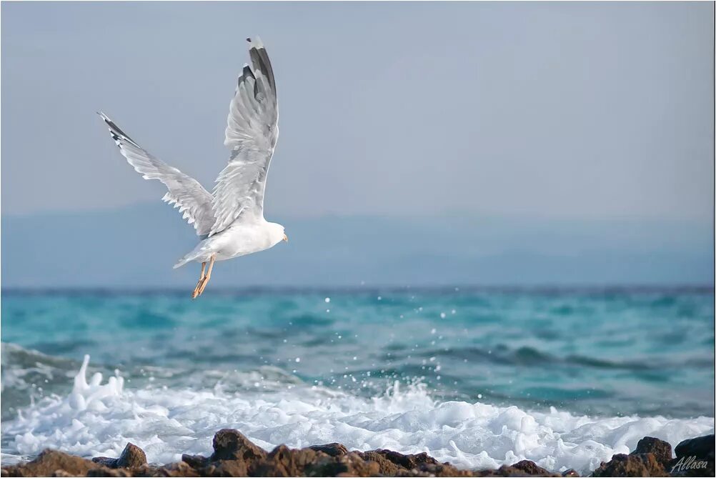Волны и чайки над морем. Птицы над морем. Море, Чайки. Белая птица над морем.