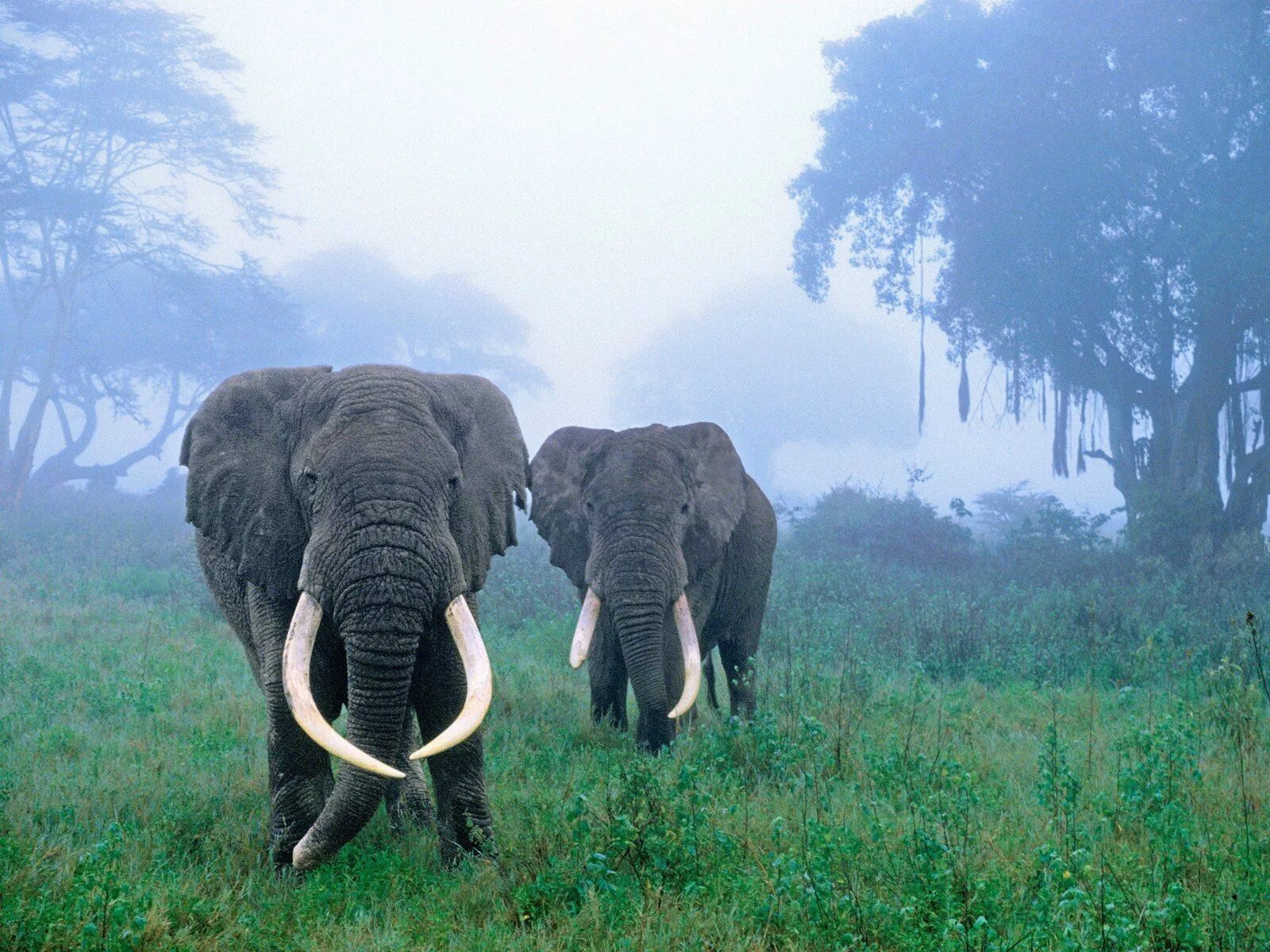 Африканский саванный слон. Тропические леса Индии слоны. Прямобивневый Лесной слон. Животные саванны Африканский слон.