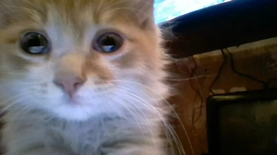 Пароль в игре 5 ночей с барсиком. Пять ночей у барсика. 5 ночей с барсиком 1. Five nights at barsik. Пять ночей с барсиком барсик.