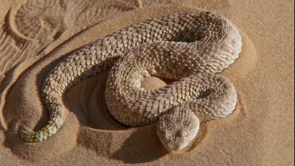 Песчаная гадюка Сахары. Змея песчаный гремучник. Пустынная рогатая гадюка. Рогатая гадюка в пустыне. Искушение песчаного змея