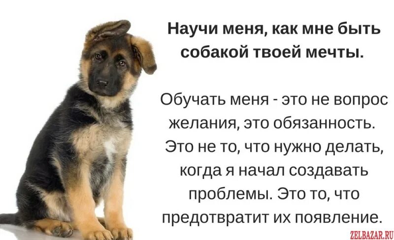 Каждый мечтает о собаке содержание