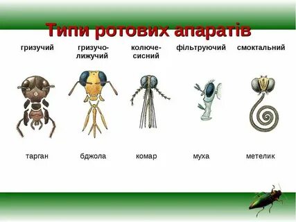 Типи 1