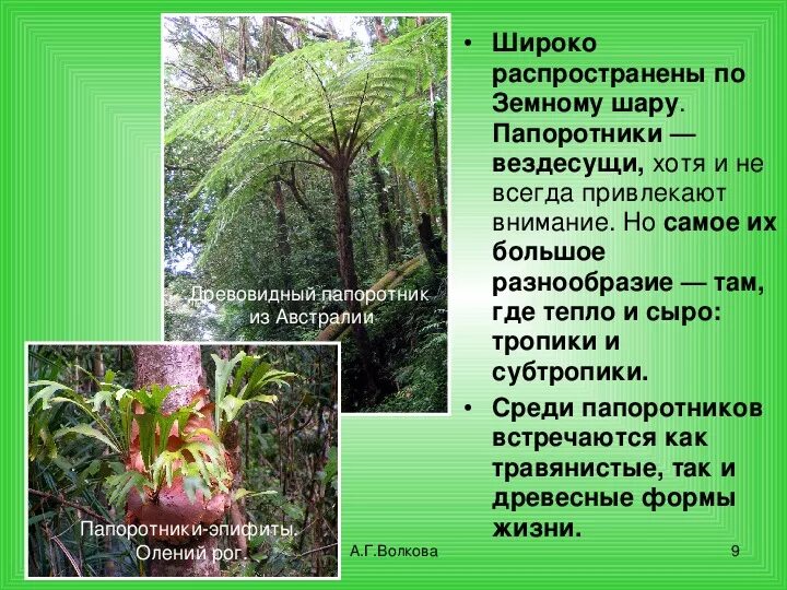 Какие жизненные формы папоротников. Жизненные формы папоротников. Отдел Папоротниковидные 7 класс. Жизненные формы папоротникообразных. Жизненная форма папоротниковых.