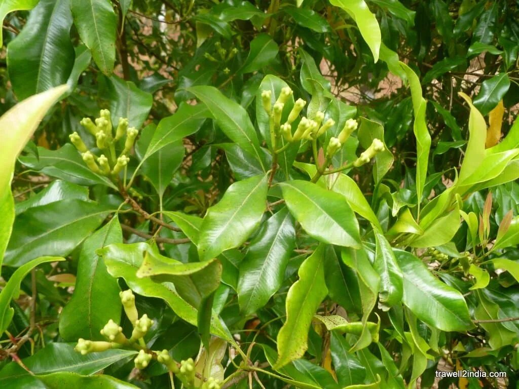 Пряное дерево. Гвоздичное дерево Сизигиум. Тропического гвоздичного дерева Syzygium aromaticum. Clove (Syzygium масло). Гвоздичное дерево ГФ.
