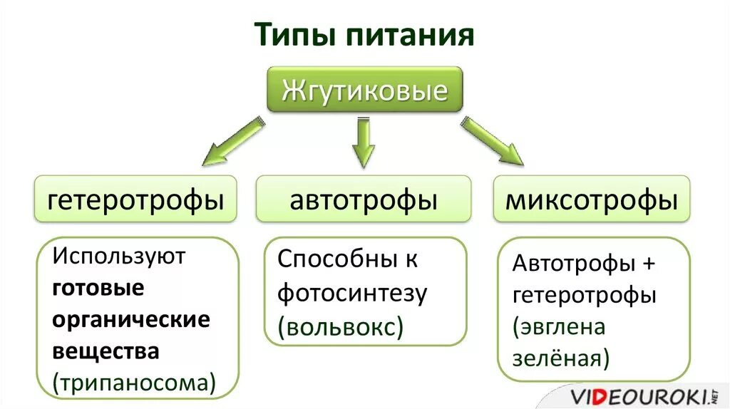 Типы питания биология 8 класс. Автотрофный и гетеротрофный Тип питания. Типы питания организмов: автотрофный, гетеротрофный, миксотрофный. Автотрофные протисты Тип питания. Схема типы питания автотрофы гетеротрофы.