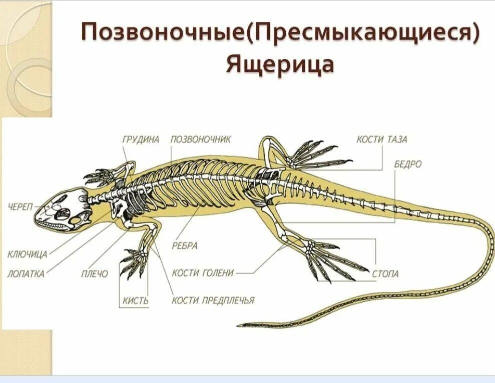 Жизнедеятельность позвоночных животных. Строение скелета ящерицы пресмыкающихся. Строение скелета крокодила схема. Строение скелета ящерицы 7. Пресмыкающиеся внешнее строение 7.