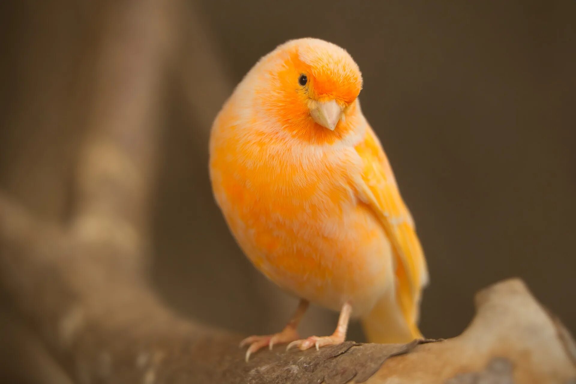 Маленькая оранжевая птичка фото. Кенар. Канарейка певчая. Оранжевый волнистый попугайчик. Певчая птичка канарейка.