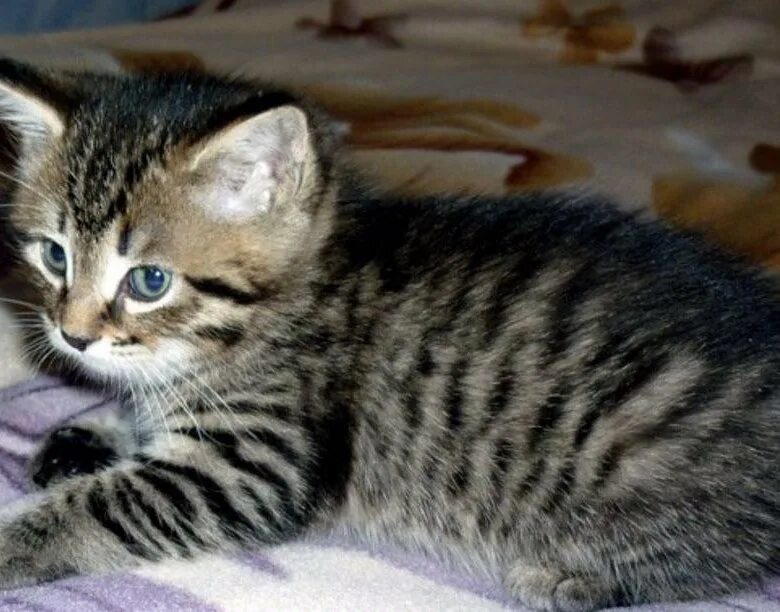 мраморный табби европейская короткошерстная. серенький полосатый котенок. как назвать серого полосатого котенка. табби макрель полосатый. полосатый котенок.