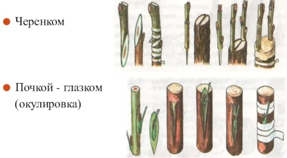 Глазок черенок. Вегетативное размножение прививкой окулировка. Вегетативное размножение прививкой глазком. Размножение растений 6 класс биология прививка привой окулировка. Способ вегетативного размножения прививкой.