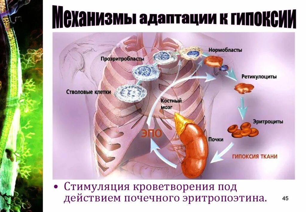 Кислород не поступает в мозг. Гипоксия органов и тканей. Гипоксия клетки. Тканевая (гистотоксическая) гипоксия. Гипоксия кислородное голодание.