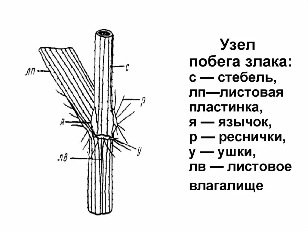 Название стебля злаков. Строение стебля злаковых. Строение листа злаковых. Строение листа пшеницы. Строение стебля пшеницы.