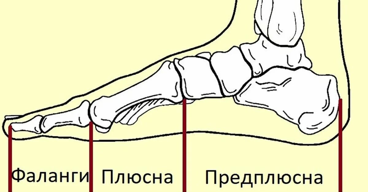 Кости плюсны и предплюсны стопы. Строение стопы плюсна предплюсна. Кости стопы анатомия. Кости плюсны стопы. Направил свои стопы. Кости плюсны и предплюсны стопы. Строение стопы плюсна предплюсна. Кости стопы анатомия. Кости плюсны стопы.