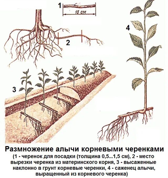 Размножается ли корень. Размножение плодовых деревьев черенками. Корневые черенки яблони. Размножение плодовых деревьев корневой порослью. Посадка вишни корневой порослью.