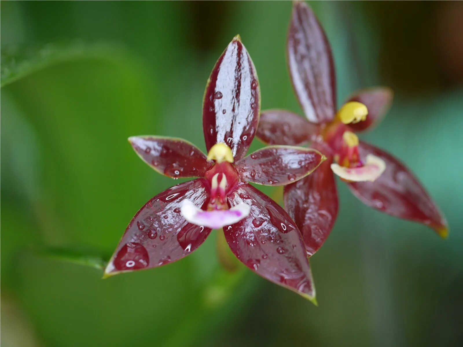 Фаленопсис golden diamond. Фаленопсис kaoda. Фаленопсис голден леопард. Фаленопсис taisuco micky. Vandachostylis charm орхидея.