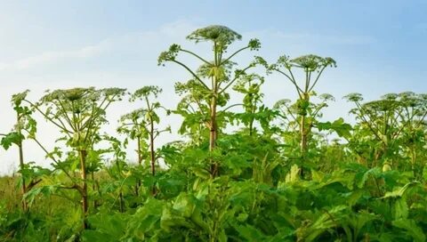 Борщевик на участке способы борьбы