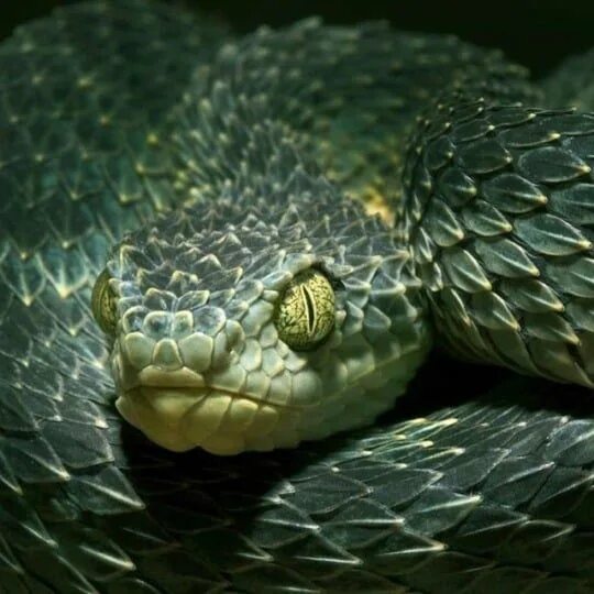 Bamboo pit viper by Nitin Prabhudesai on 500px Reptiles and Amphibians Pit viper