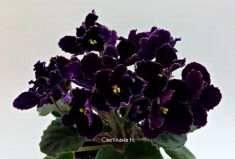 Фиалка черное золото