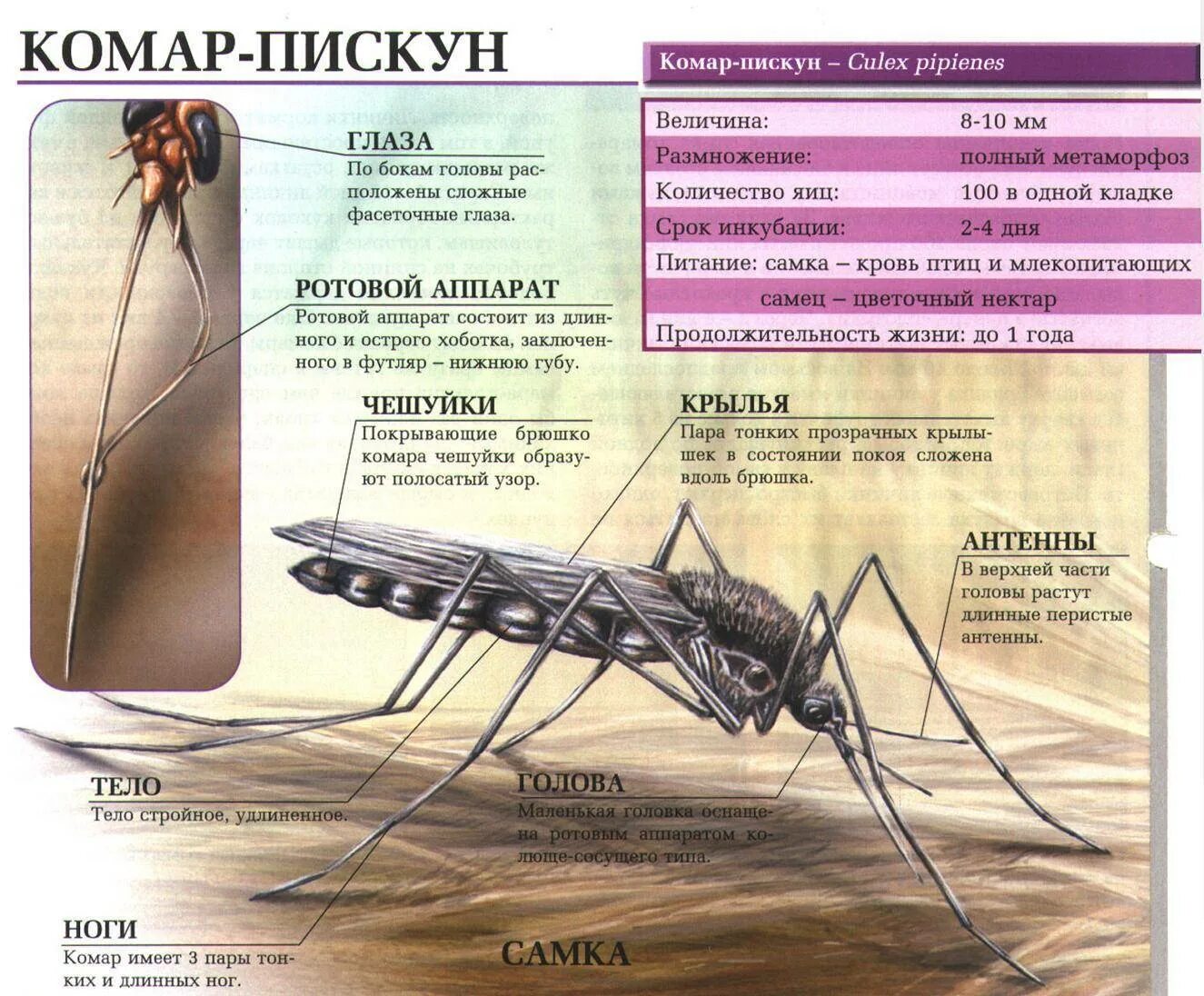 Отряд Двукрылые комар Пискун. Комар Пискун отделы и форма тела. Комар Пискун строение. Личинка комара долгоножки.