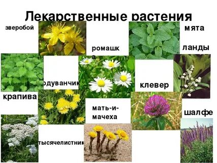 Полезные растения в лесу для человека список