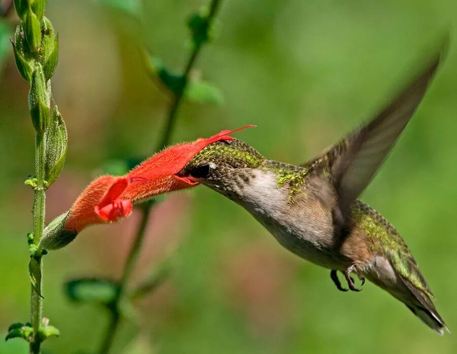 Чем питаются маленькие птицы. Опыление растений Колибри. Огненосный Колибри. Колибри опыляют растения. Колибри питается нектаром.