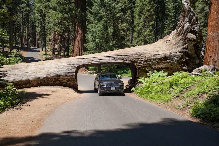 Sequoia park