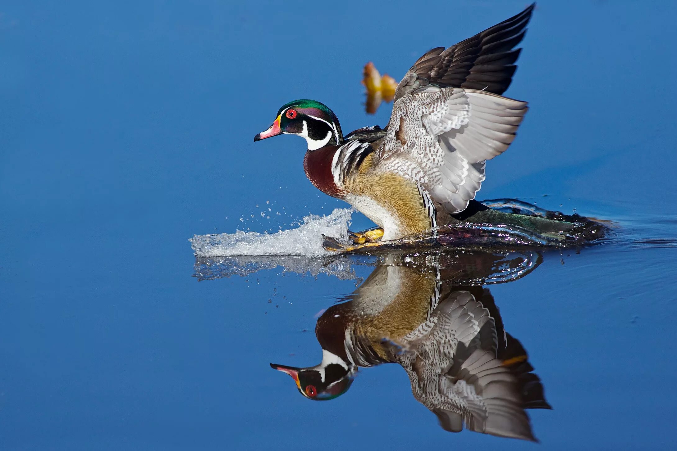 Wood Duck. Angry Duck. Wood Duck Flying. Webbed Fewet Duck.