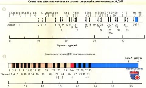 Схема генов
