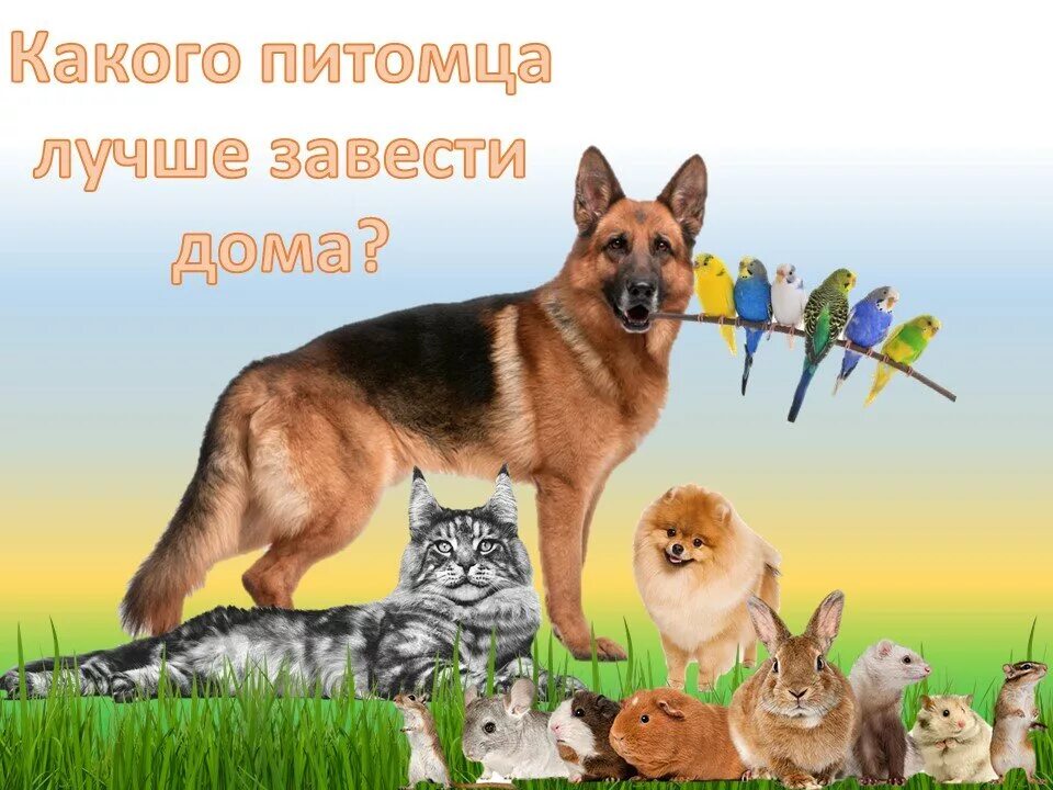 Какого питомца хочешь. Какого мне питомца лучше завести. картинки какого питомца мне завести. какого питомца питомцы завести. завела питомца себе.
