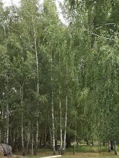 Береза 2023
