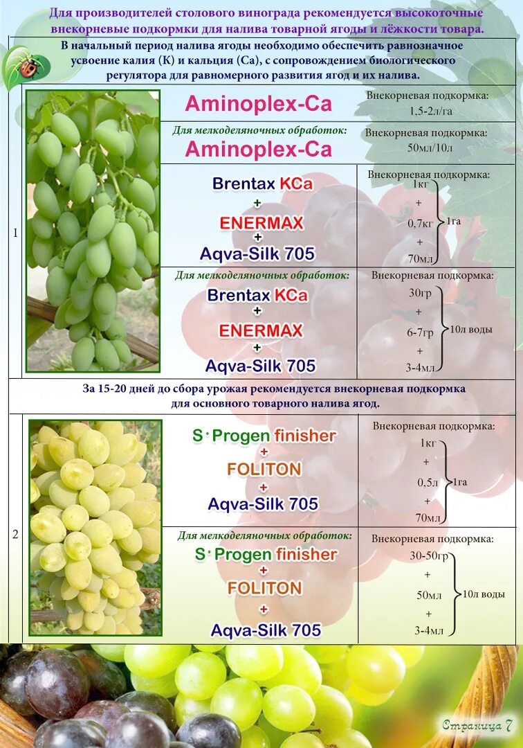 Чем удобрять виноград весной. Схема удобрения винограда. Удобрение для винограда. Подкормка винограда. Схема обработки винограда.
