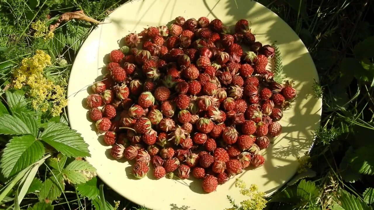 художник алешина lara. фотосессия с земляникой. максимов натюрморт с земляникой. пахнет земляникой спелой. земляникой пахнет лето росною травою кто написал.