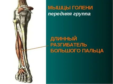 Передняя группа мышц голени
