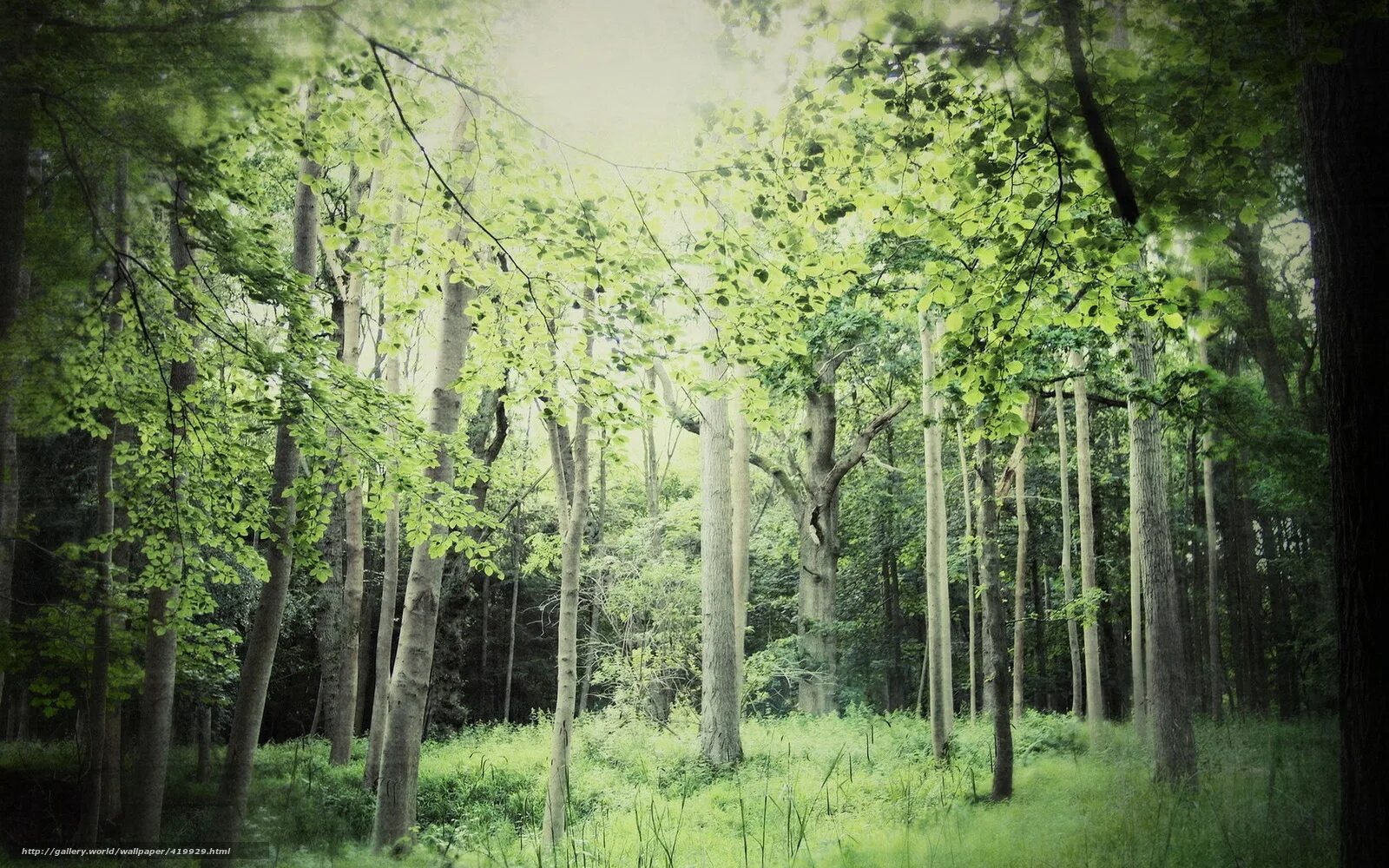 Forest style